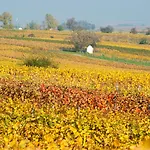 Gaestehaus & Weingut Peth Flörsheim-Dalsheim