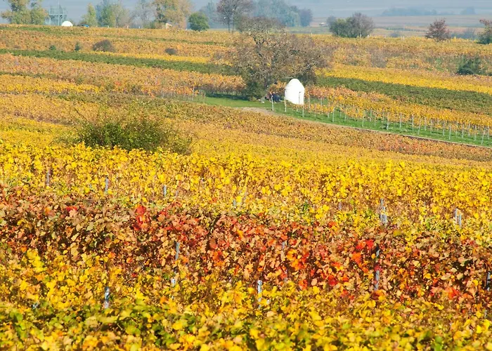 Gaestehaus & Weingut Peth Florsheim-Dalsheim
